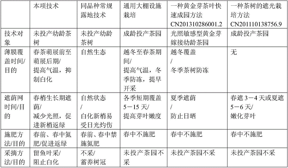 Protective cultivation method of young tea trees of Ruixue No.1 tea