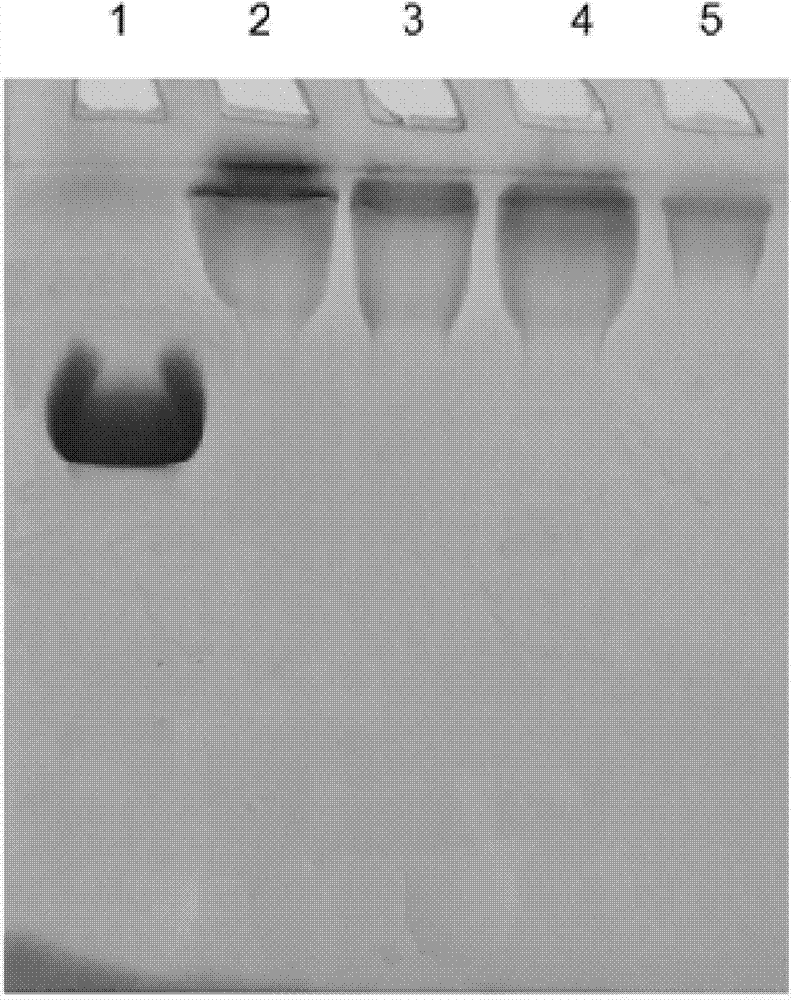 Recombinant human hyaluronidase, preparation method thereof and adopted polyethylene glycol covalently modified compound and method