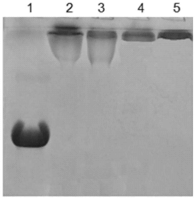 Recombinant human hyaluronidase, preparation method thereof and adopted polyethylene glycol covalently modified compound and method