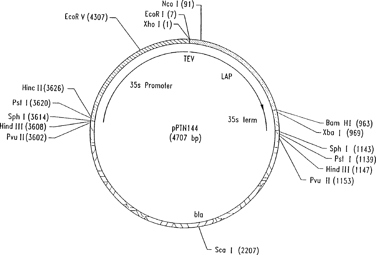 Trans-species transfer of apoptotic genes and transgenic plants developed thereby