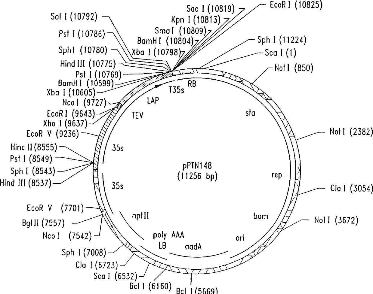 Trans-species transfer of apoptotic genes and transgenic plants developed thereby