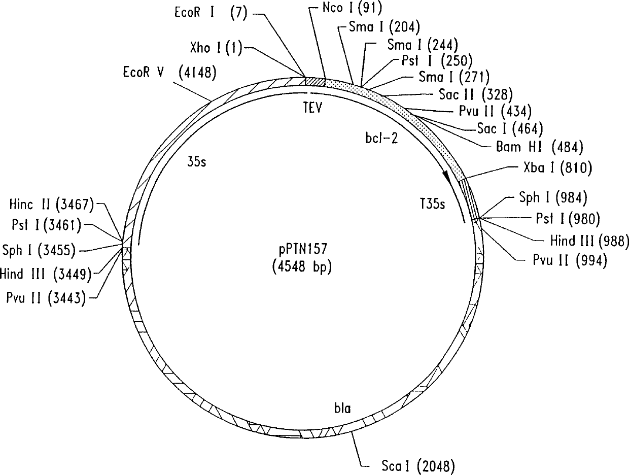 Trans-species transfer of apoptotic genes and transgenic plants developed thereby