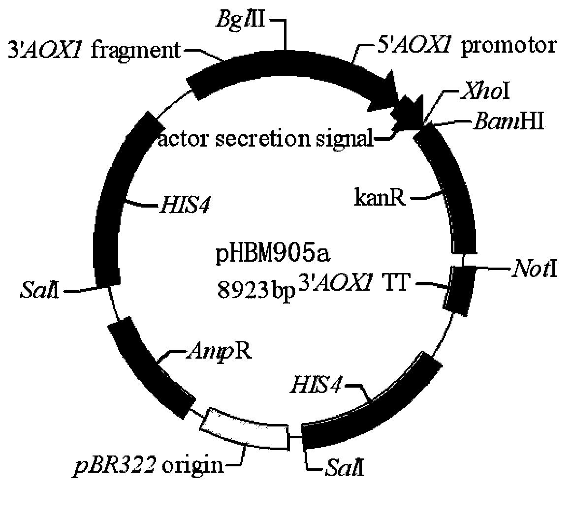 Induced expression and purification method of human-derived insulin-like growth factor binding protein 1 in pichia pastoris, and preparation and application of related antibodies