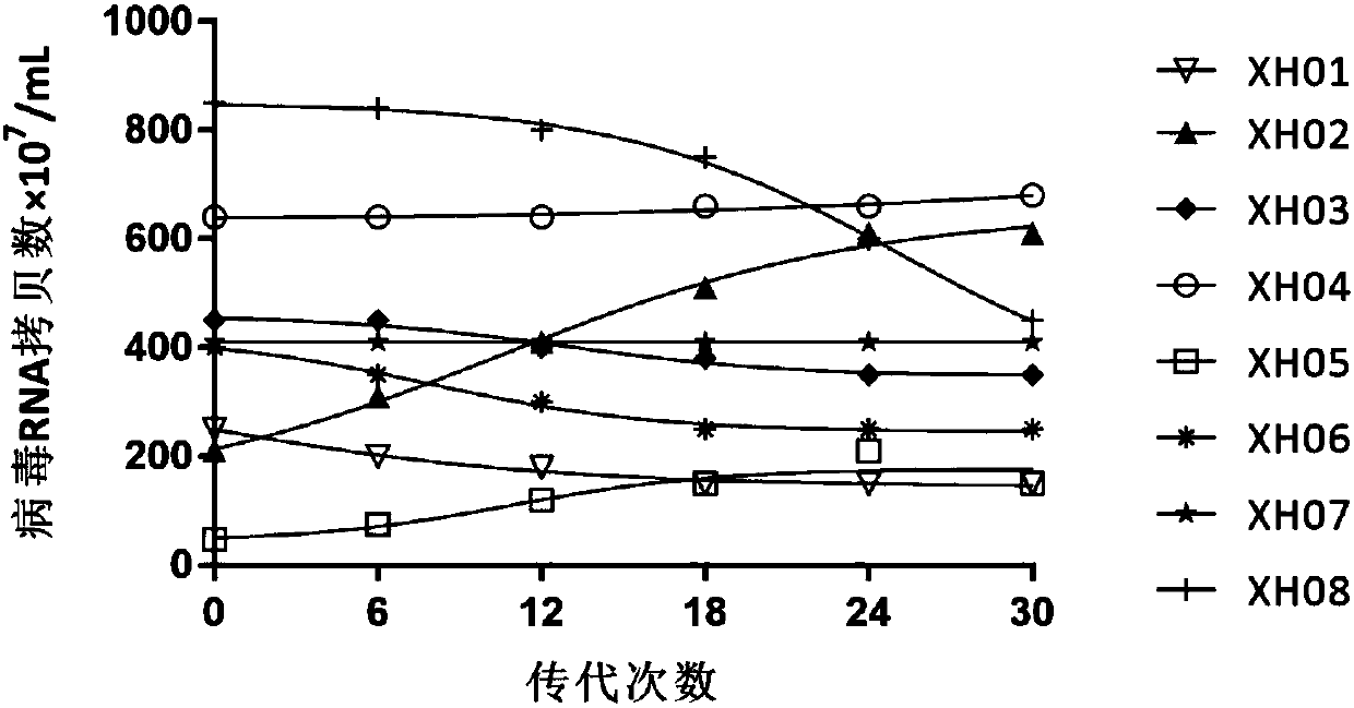 Coxsackie virus A10 domestication strain containing virus composition and application of virus composition