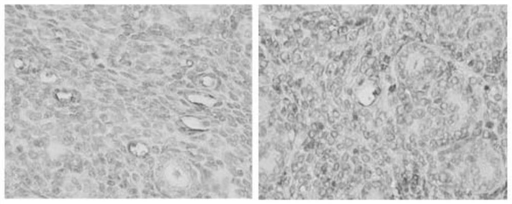 Pharmaceutical composition for warming kidney and tonifying yang