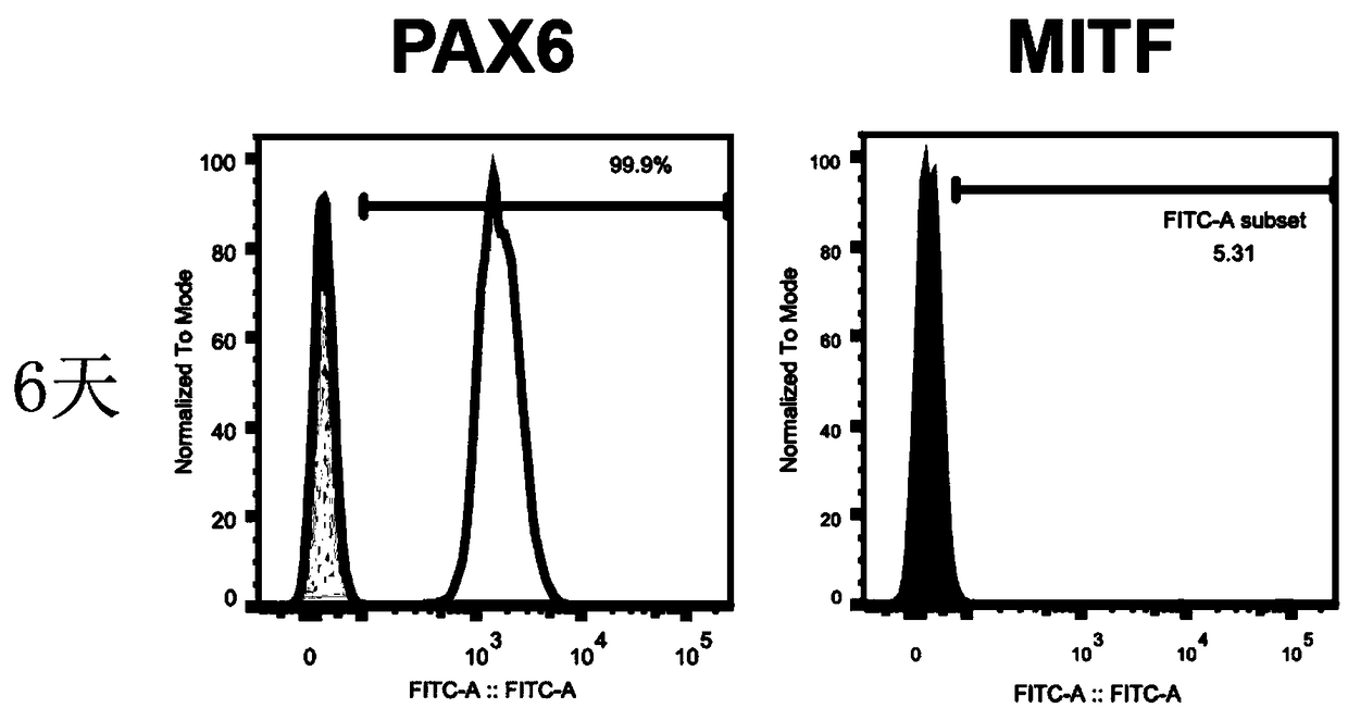 Method for inducing human pluripotent stem cell to differentiate into RPE cell