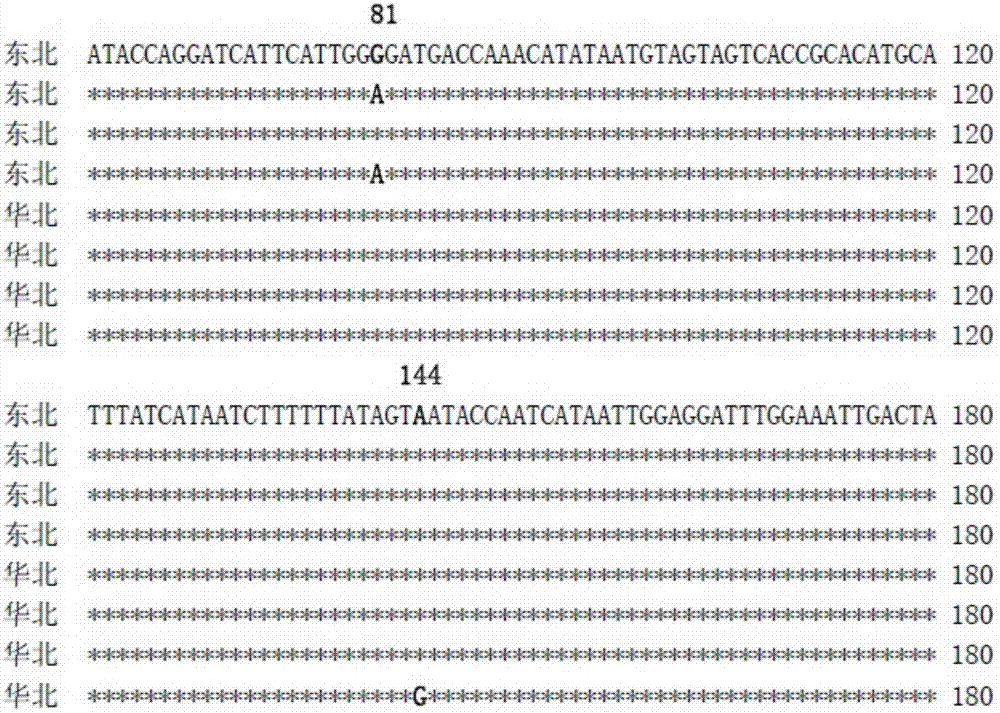 A method for identifying adelphocoris ngritylus populations by utilizing molecular markers