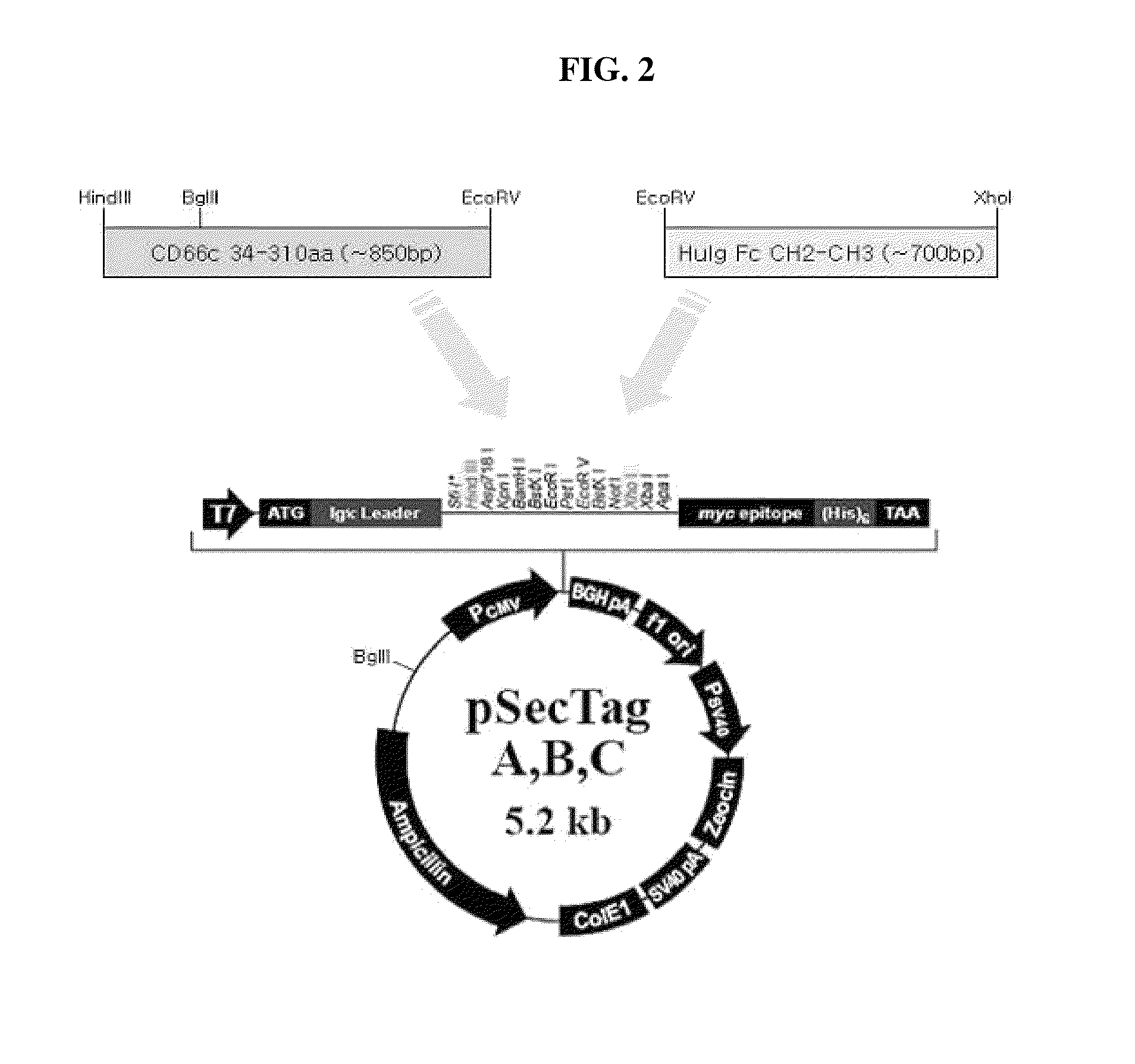 Epitope of CD66C specific to lung adenocarcinoma and antibody recognizing the same