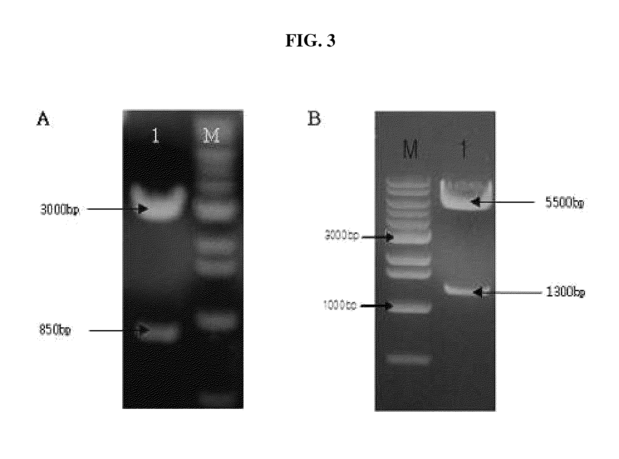 Epitope of CD66C specific to lung adenocarcinoma and antibody recognizing the same