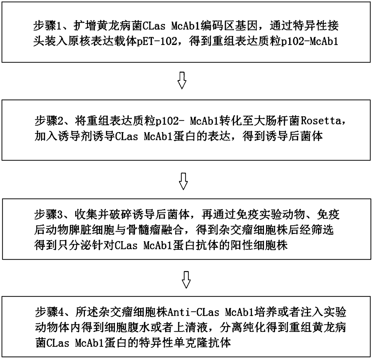 Hybridoma cell line Anti-CLas McAb1 and monoclonal antibody secreted by hybridoma cell line Anti-CLas McAb1 and use thereof