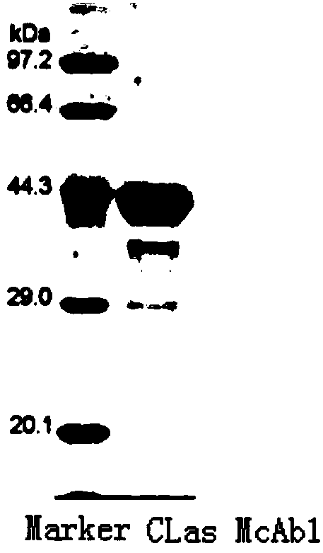 Hybridoma cell line Anti-CLas McAb1 and monoclonal antibody secreted by hybridoma cell line Anti-CLas McAb1 and use thereof