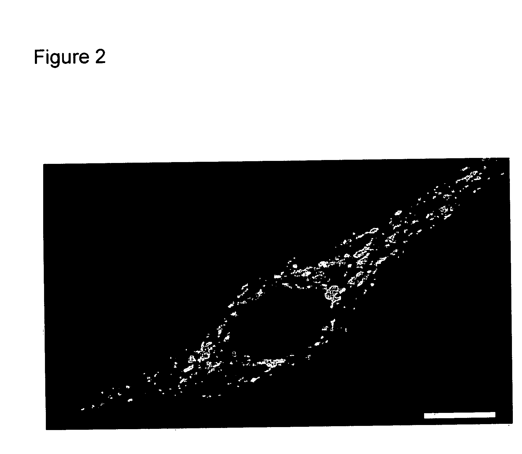 Zinc binding compounds and their method of use