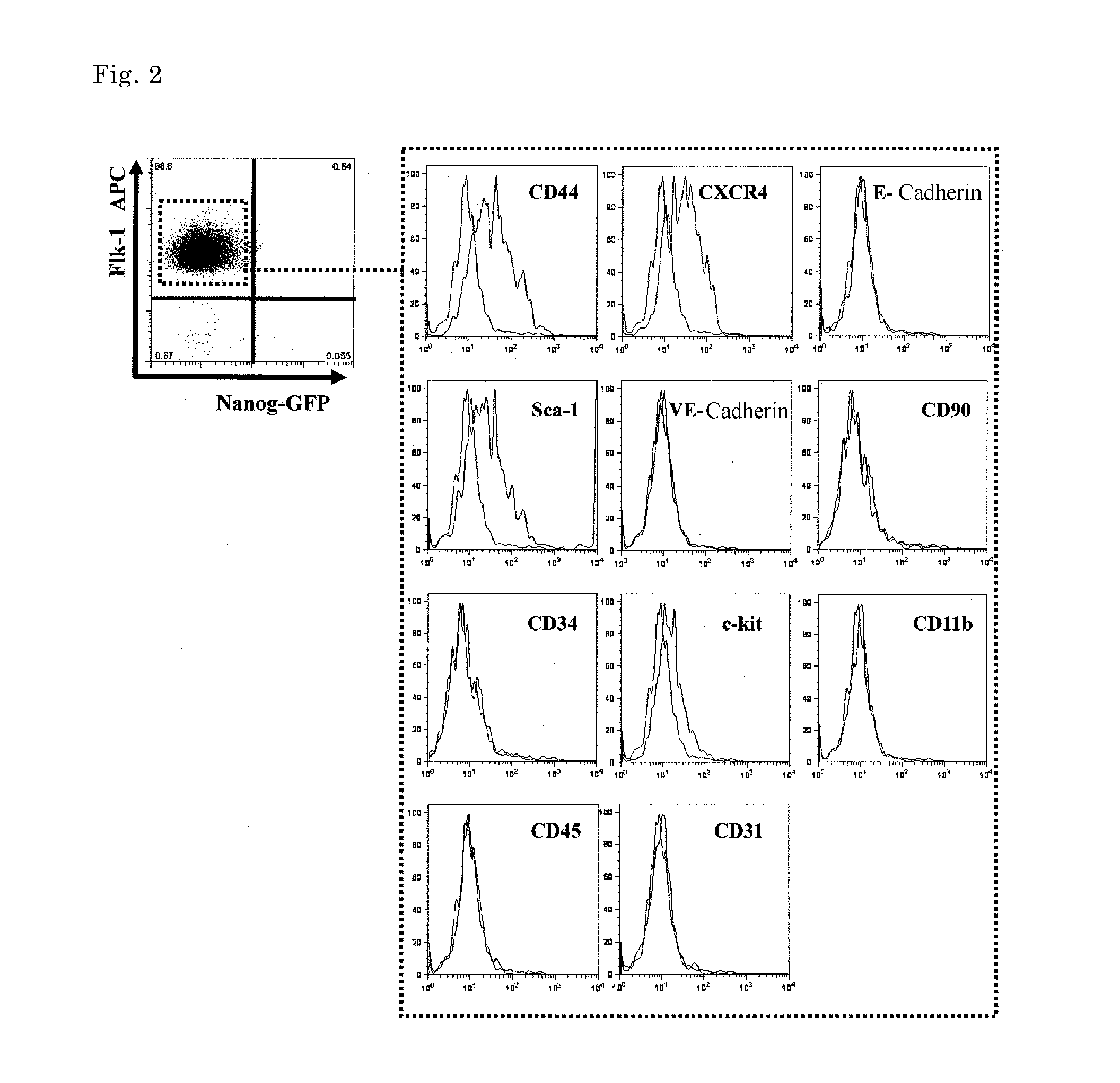 Vascular progenitor cell sheet derived from induced pluripotent stem cells, and production method therefor