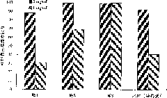 Method for preparing high-efficiency antioxidant potato protein antioxidant peptide