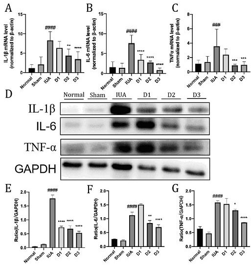 Application of doraglutide to medicine for treating and preventing intrauterine adhesion