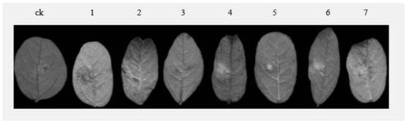 Soybean GmEF1B gene mutant plant as well as preparation method and application thereof