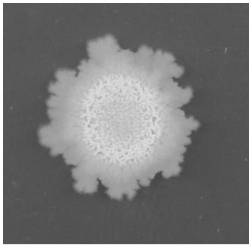 Bacillus velesi ljbv19 and its application