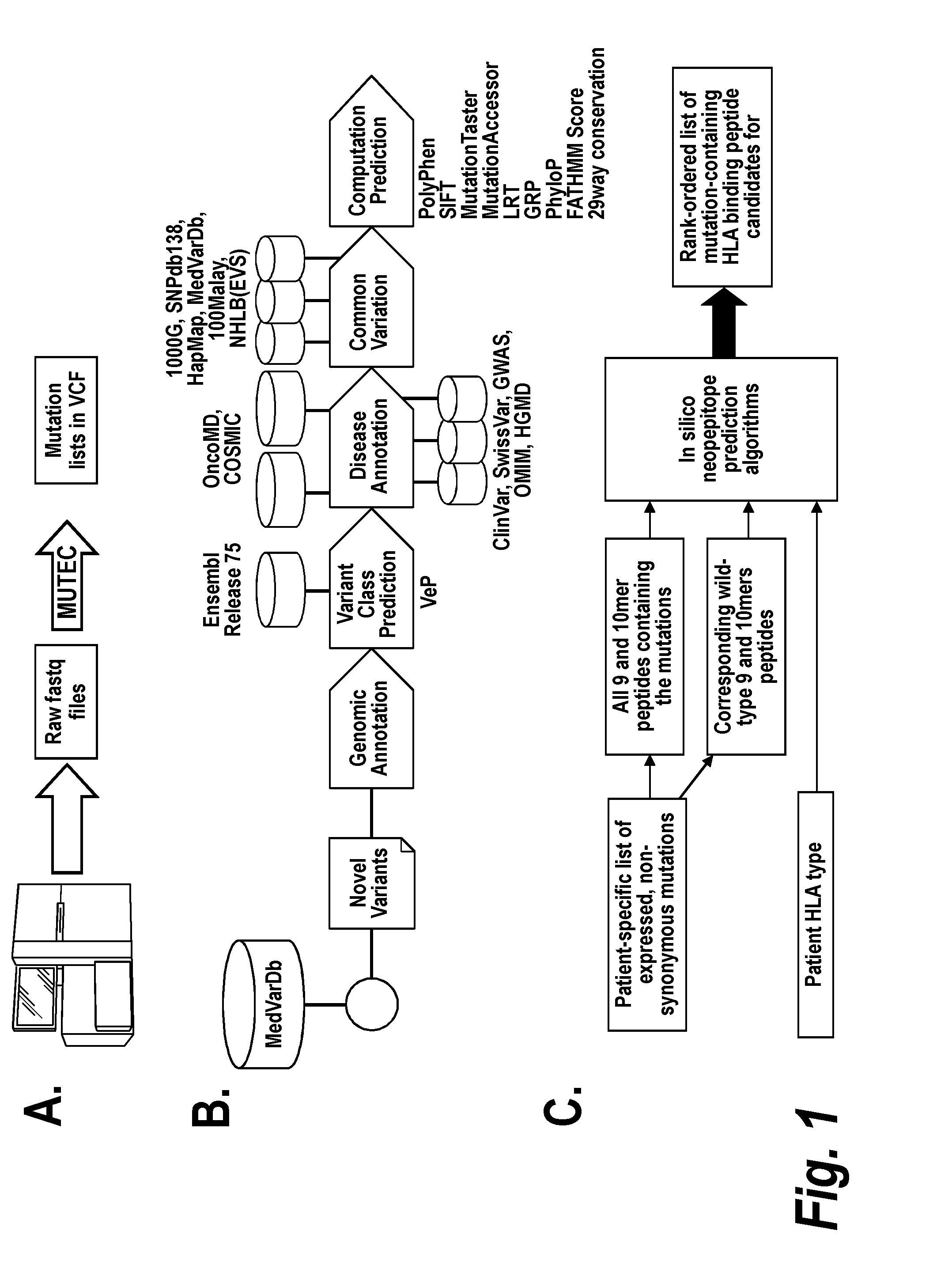 Vaccines for treatment and prevention of cancer