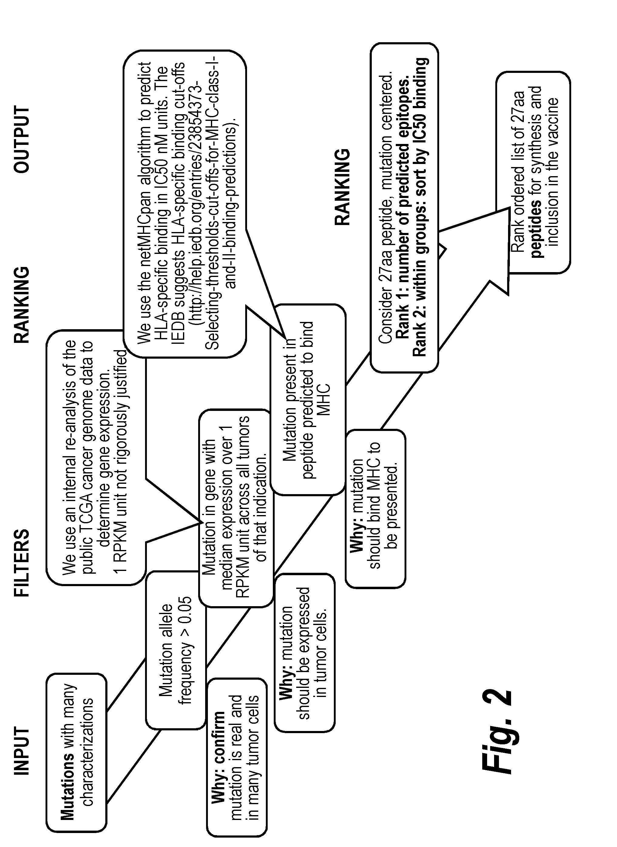 Vaccines for treatment and prevention of cancer