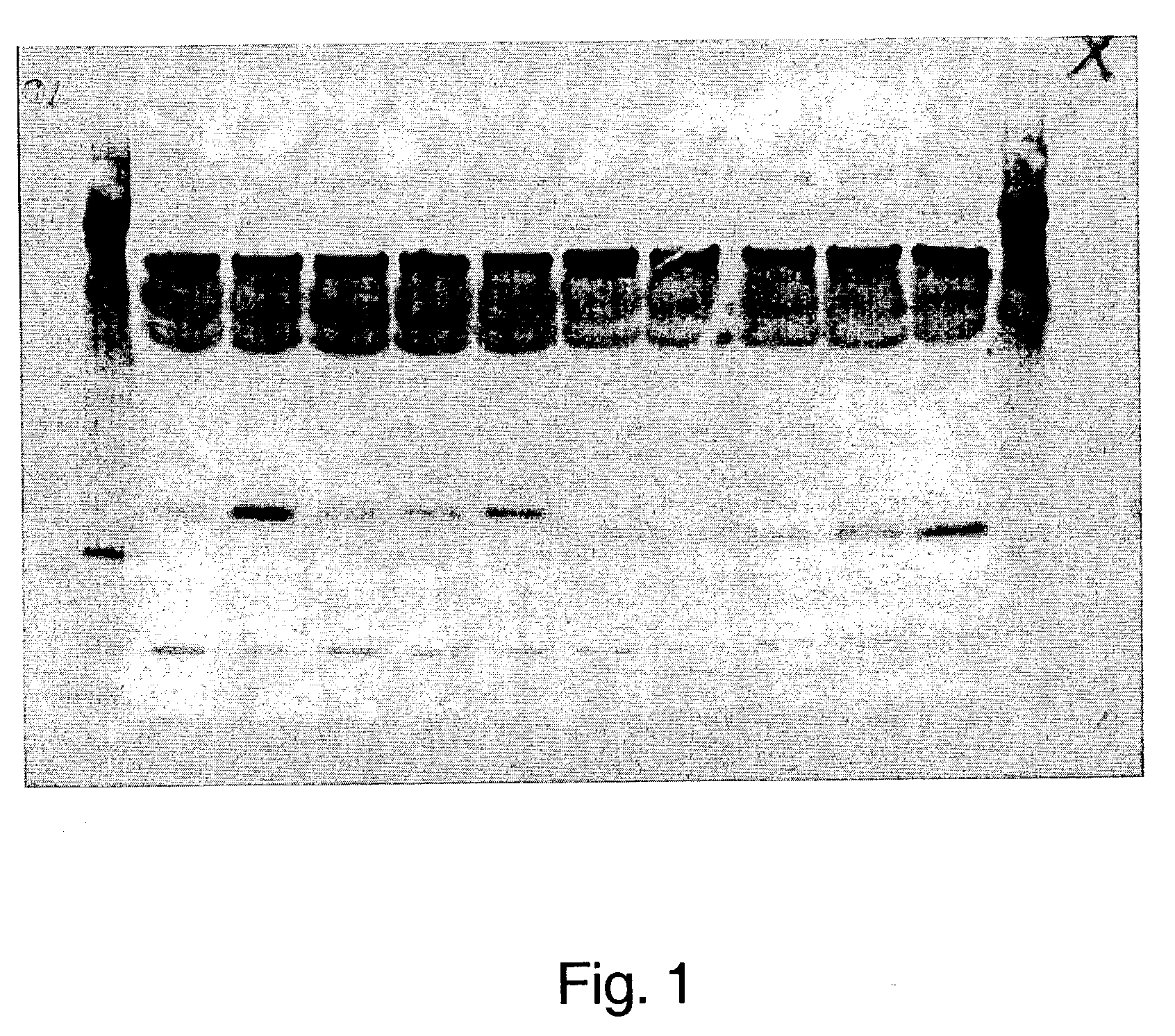 Adiponectin fragments and conjugates