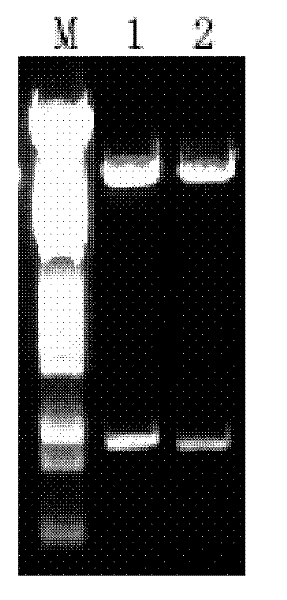 Polyclonal antibody against outer membrane protein of Candidatus liberobacter asiaticum, and preparation method and application thereof