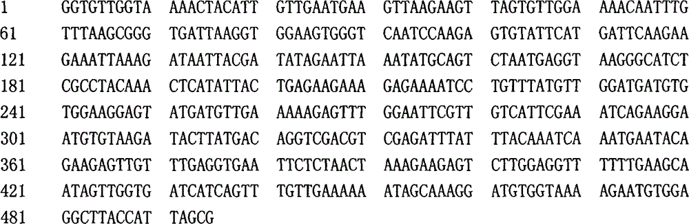 Bottle gourd anti-anthracnose gene fragments or gene markers, and applications thereof