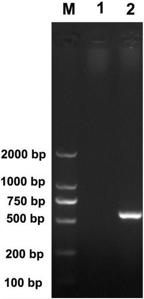 Applications of echinococcus granulosus dihydrofolate reductase