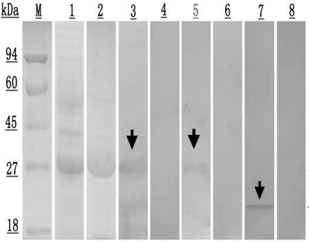 Applications of echinococcus granulosus dihydrofolate reductase