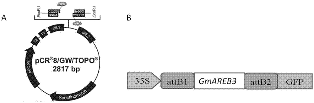 Application of soybean transcription factor GmAREB3 in plant fat metabolism regulation