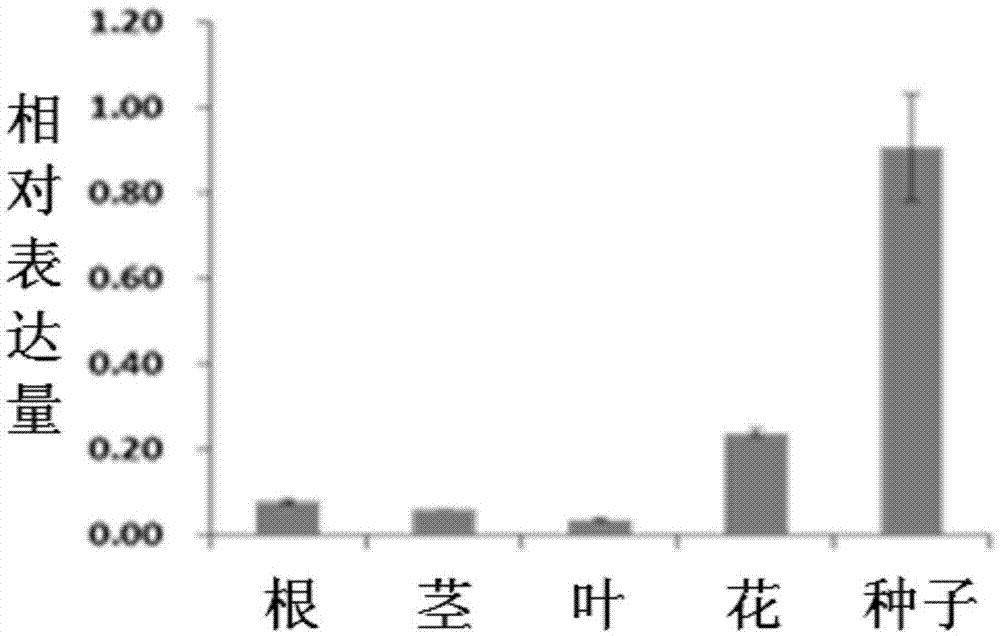 Application of soybean transcription factor GmAREB3 in plant fat metabolism regulation