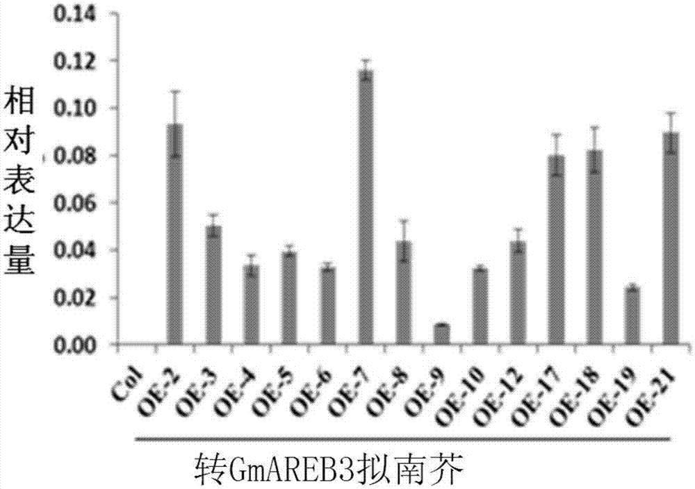 Application of soybean transcription factor GmAREB3 in plant fat metabolism regulation