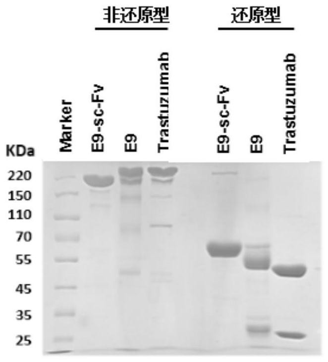 ERBB2 epitope peptide bound to E9 antibody