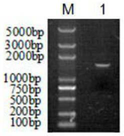 Composite promoter and application thereof in increasing yield of 3-hydroxypropionic acid of Klebsiella pneumoniae