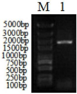 Composite promoter and application thereof in increasing yield of 3-hydroxypropionic acid of Klebsiella pneumoniae