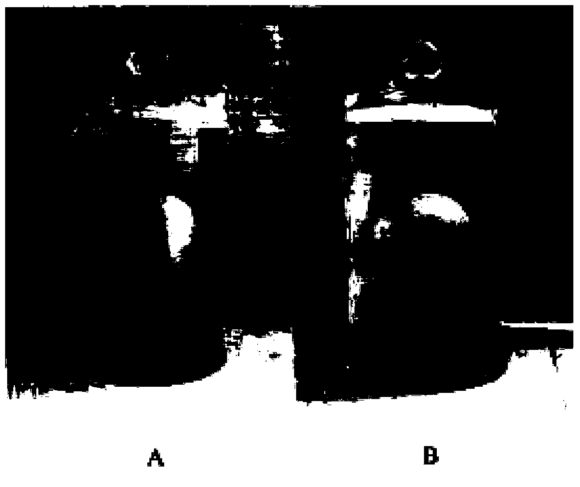 Method for preparing tropical plant preserving humid preparation