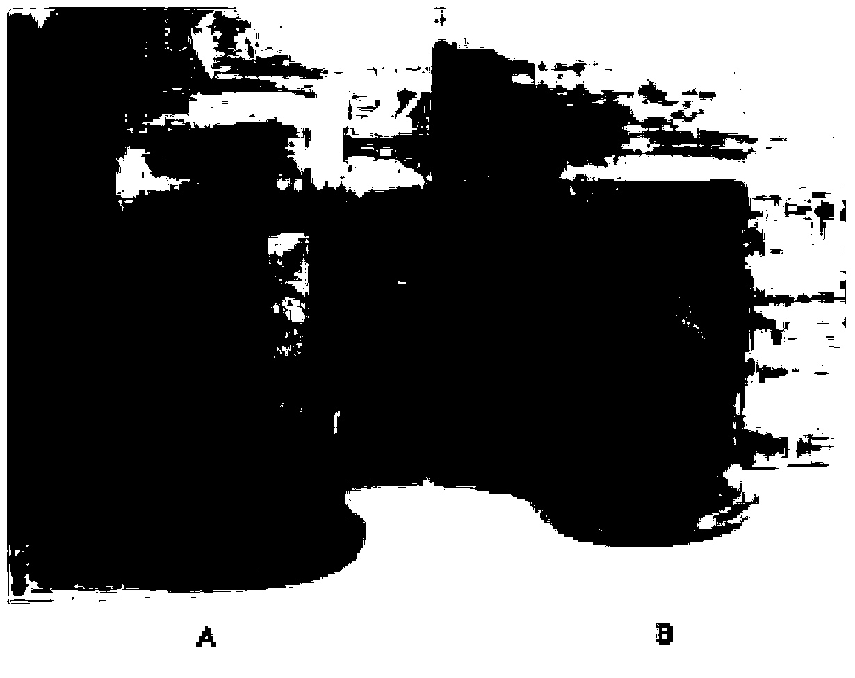 Method for preparing tropical plant preserving humid preparation