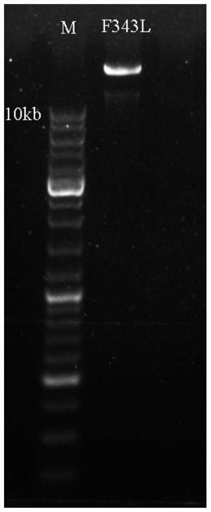 Construction method and application of a mutant gabrg2 transgenic zebrafish epilepsy model