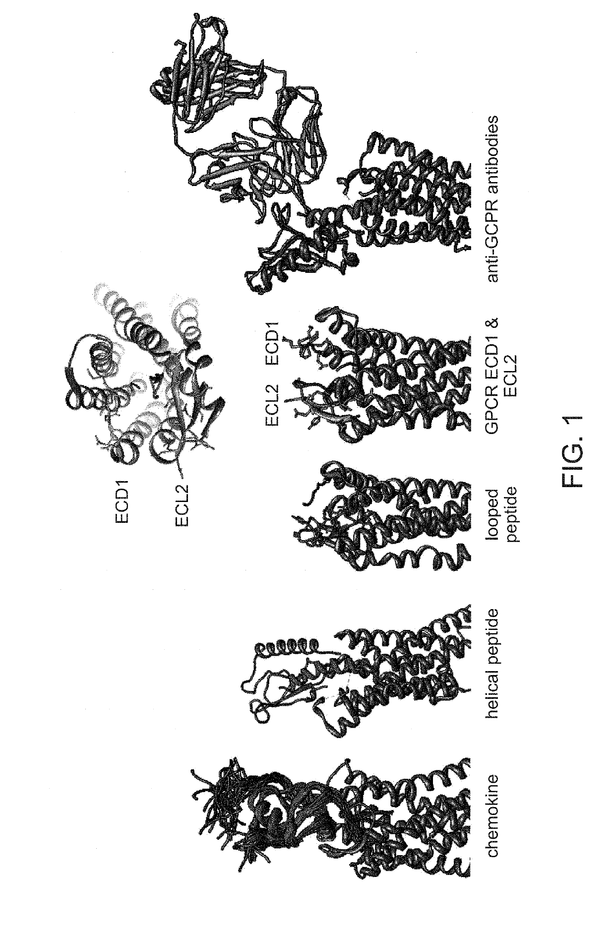 Gpcr binding proteins and synthesis thereof