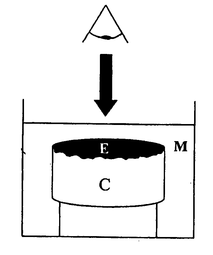 Murine Living Tissue Model & UsesTthereof