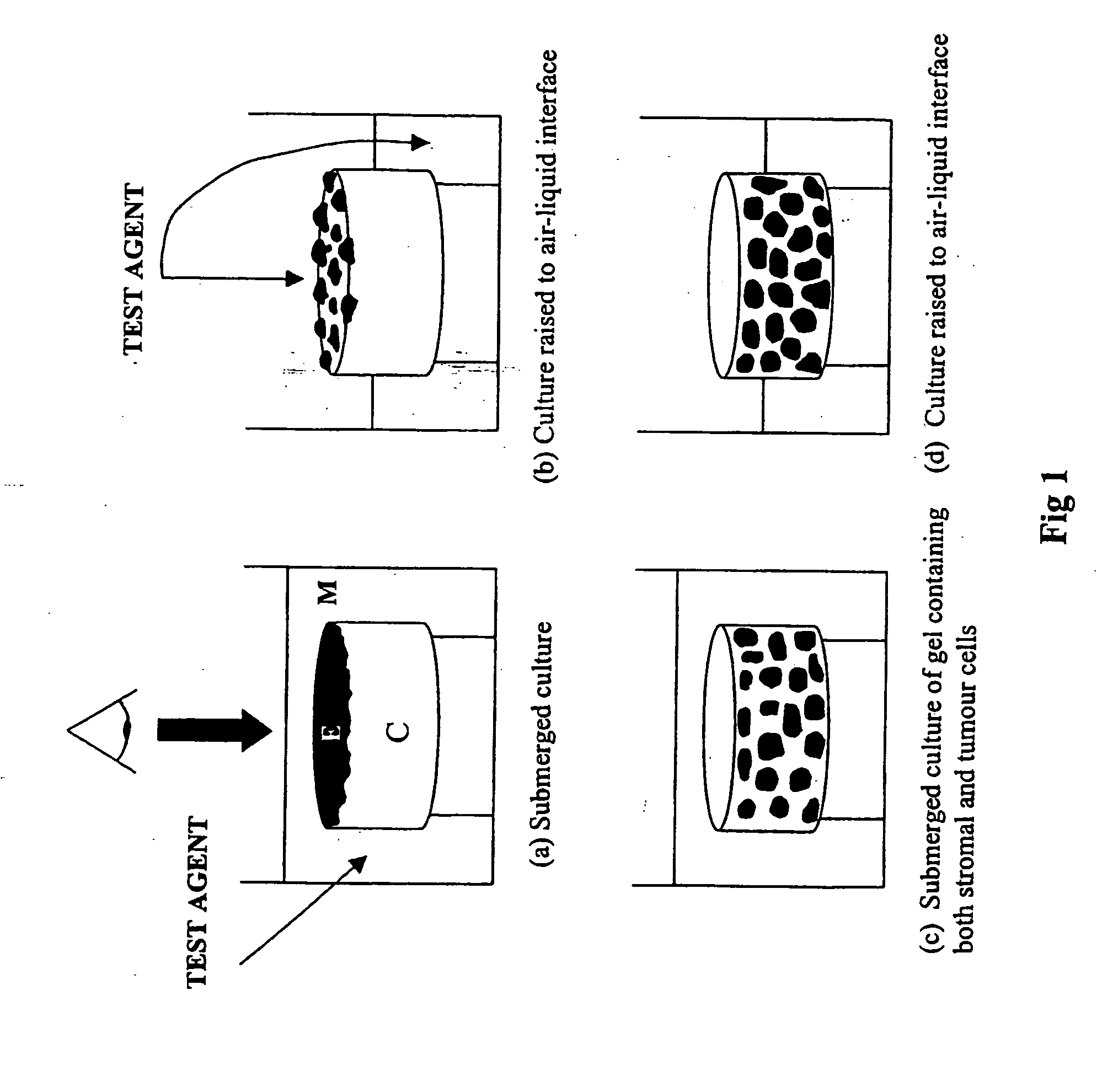 Murine Living Tissue Model & UsesTthereof