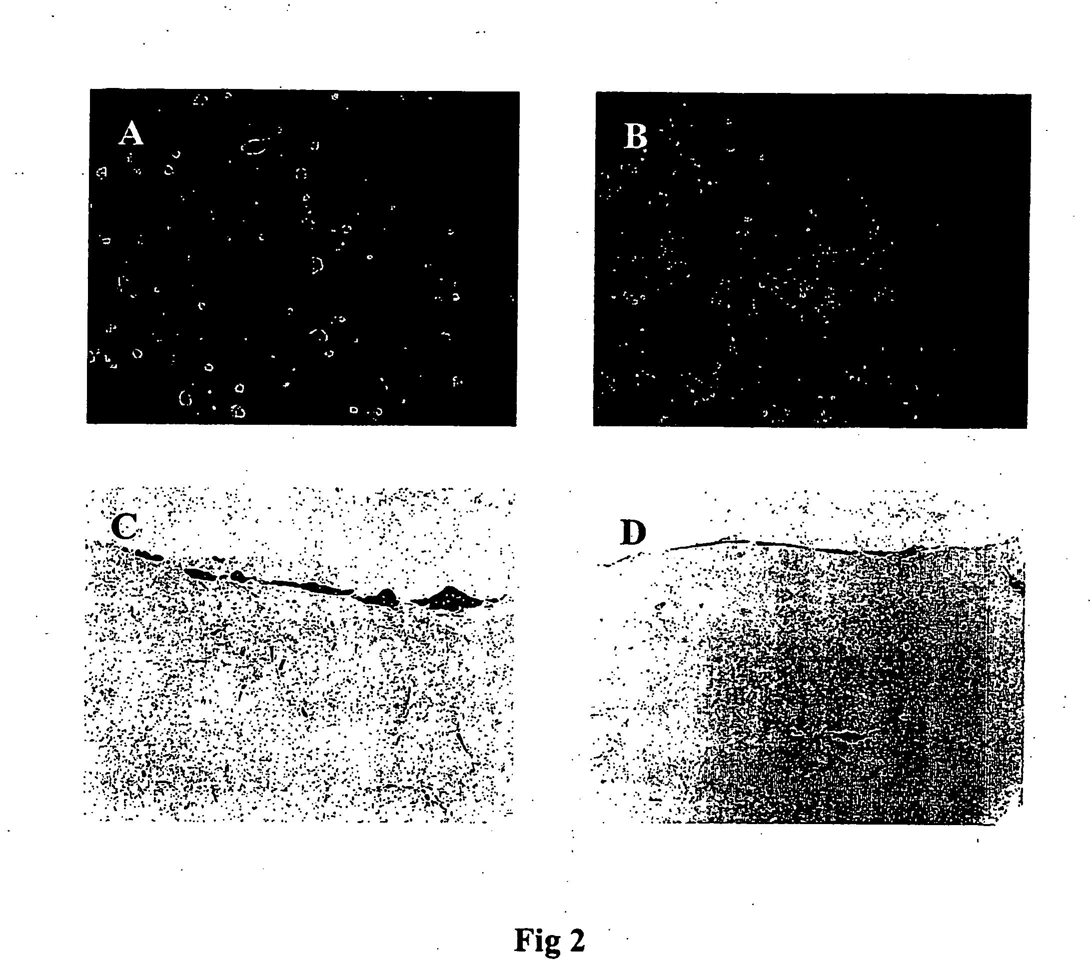 Murine Living Tissue Model & UsesTthereof