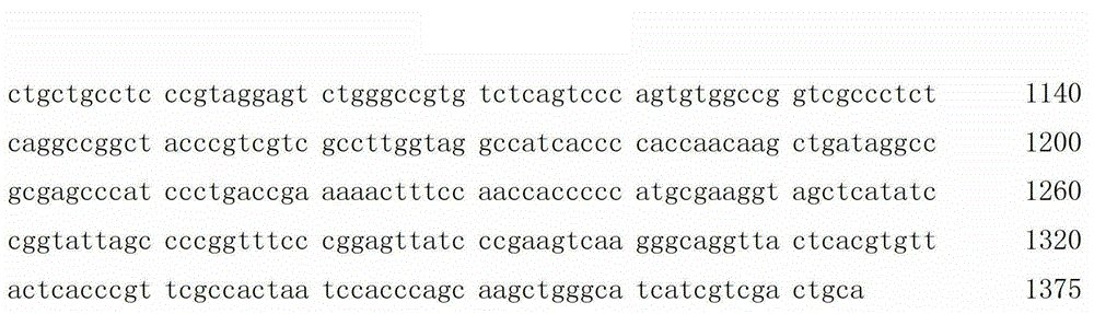 Bacterium for degrading herbicides chlorimuron-ethyl and acetochlor and application of bacterium