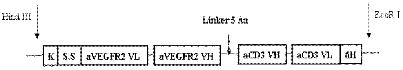 Vascular Endothelial Growth Factor (VEGF) acceptor 2/CD3 bispecific single-chain antibody