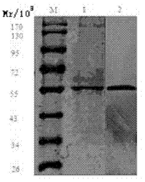 Vascular Endothelial Growth Factor (VEGF) acceptor 2/CD3 bispecific single-chain antibody