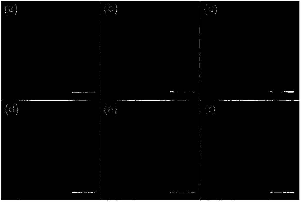 Green preparation method for carbon dots used for biological imaging