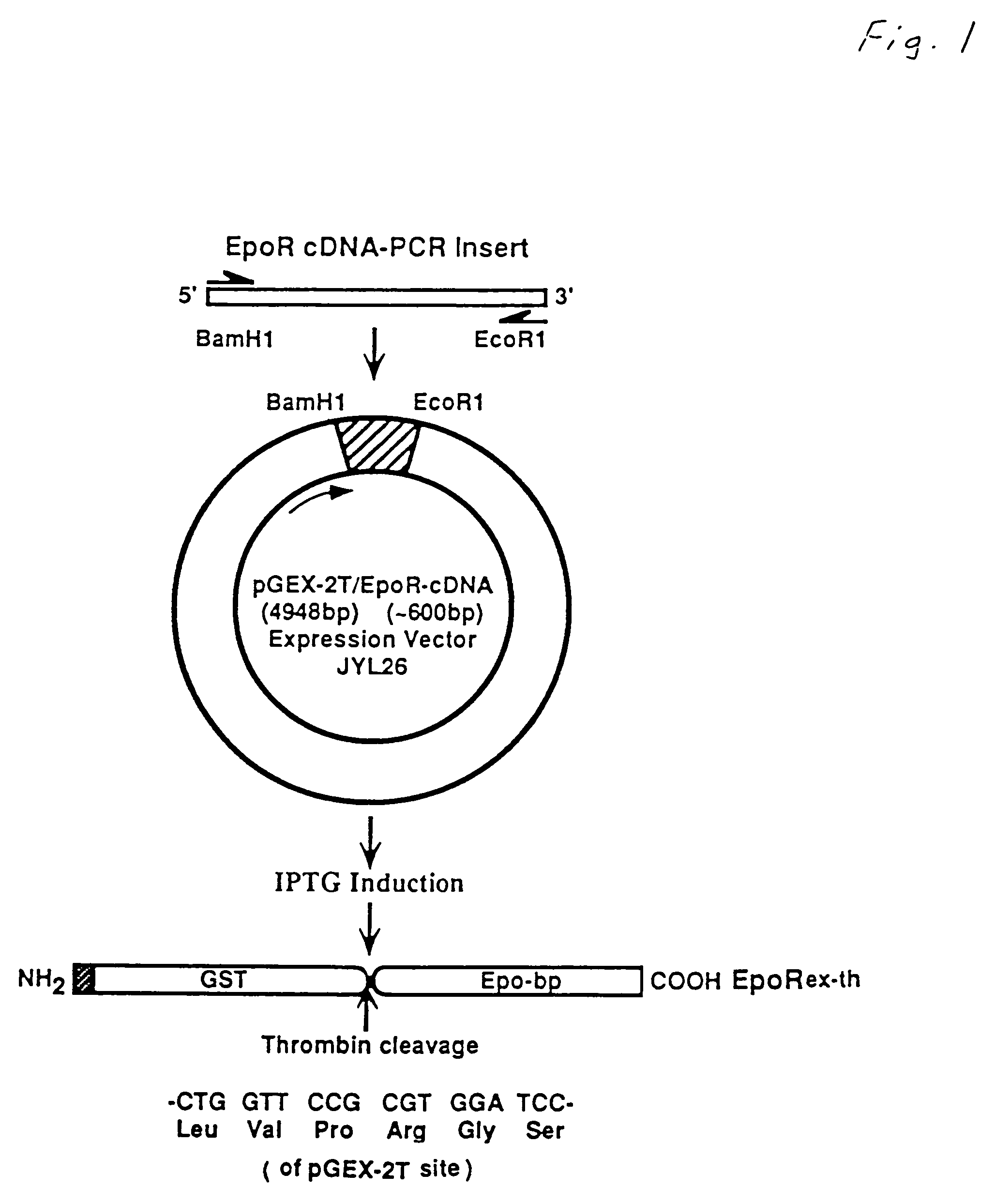 Purified human erythropoietin receptor protein fragment and antibodies derived therefrom