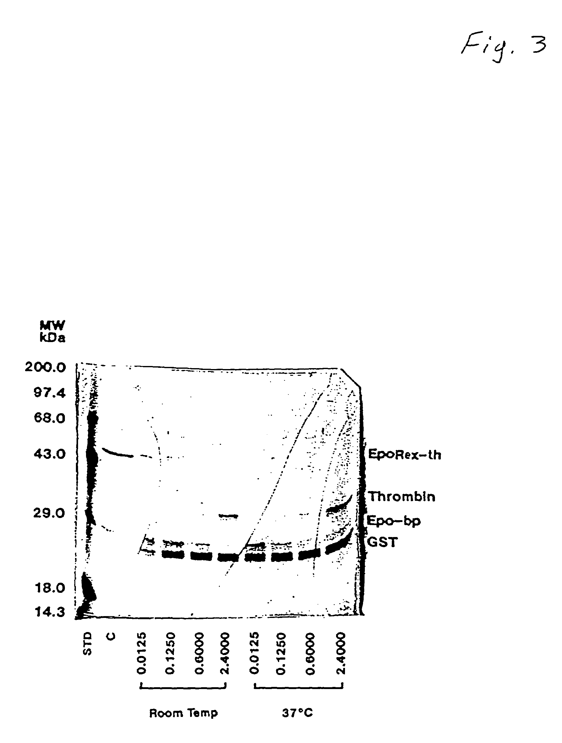 Purified human erythropoietin receptor protein fragment and antibodies derived therefrom