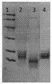 Extracting and purifying method for nostoc sphaeroids kutzing phycobiliprotein and purified phycoerythrin