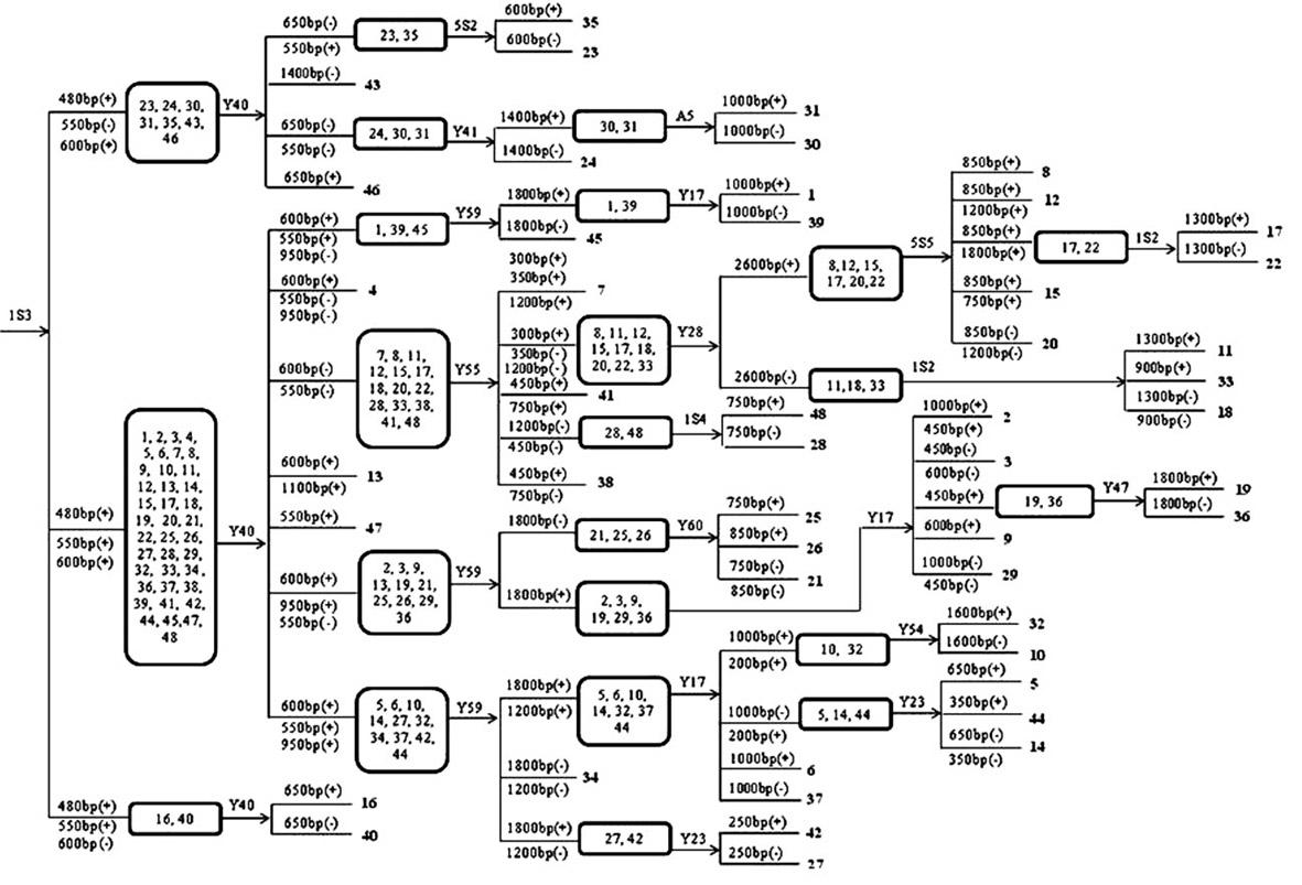 Primers and method for quickly distinguishing orange varieties