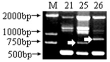 Primers and method for quickly distinguishing orange varieties